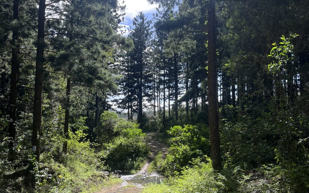 Mary Valley Mountain Bike Feasibility Study